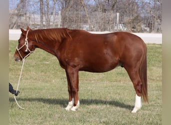 Quarter Pony, Wallach, 7 Jahre, 142 cm, Rotfuchs
