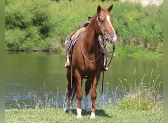 Quarter Pony, Wallach, 7 Jahre, 142 cm, Rotfuchs