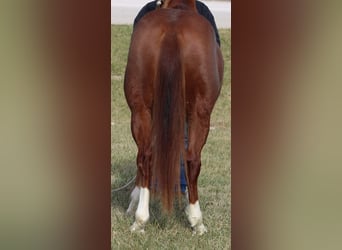 Quarter Pony, Wallach, 7 Jahre, 142 cm, Rotfuchs
