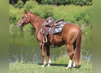 Quarter Pony, Wallach, 7 Jahre, 142 cm, Rotfuchs