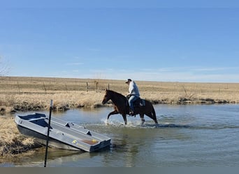 Quarter Pony, Wallach, 7 Jahre, 142 cm, Rotfuchs