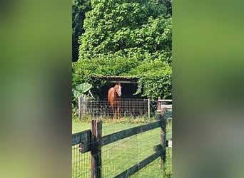 Quarter Pony, Wallach, 7 Jahre, 144 cm, Rotfuchs