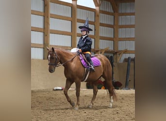 Quarter Pony, Wallach, 7 Jahre, 147 cm