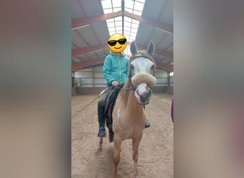 Quarter Pony Mix, Wallach, 7 Jahre, 148 cm, Falbe
