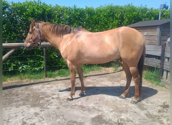 Quarter Pony, Wallach, 7 Jahre, 150 cm, Red Dun