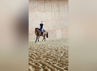 Quarter Pony, Wallach, 7 Jahre, 150 cm, Red Dun