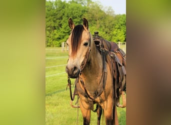 Quarter Pony, Wallach, 7 Jahre, Buckskin