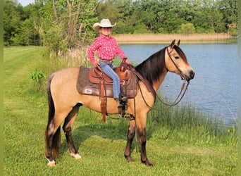 Quarter Pony, Wallach, 7 Jahre, Buckskin