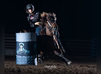 Quarter Pony, Wallach, 7 Jahre, Rotbrauner