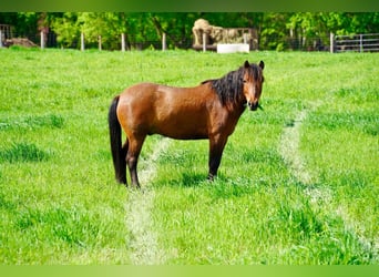 Quarter Pony, Wallach, 7 Jahre, Rotbrauner