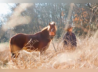 Quarter Pony, Wallach, 8 Jahre, 122 cm, Rotfuchs