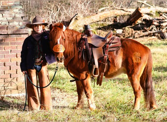 Quarter Pony, Wallach, 8 Jahre, 122 cm, Rotfuchs
