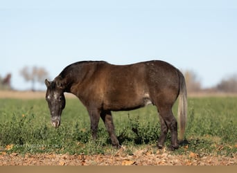 Quarter Pony, Wallach, 8 Jahre, 122 cm
