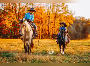 Quarter Pony, Wallach, 8 Jahre, 132 cm, Buckskin