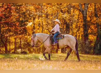 Quarter Pony, Wallach, 8 Jahre, 132 cm, Buckskin