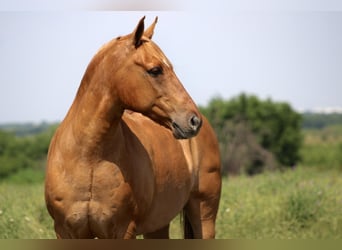 Quarter Pony, Wallach, 8 Jahre, 132 cm, Falbe