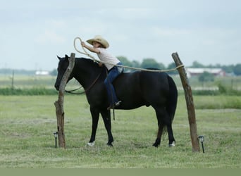 Quarter Pony, Wallach, 8 Jahre, 132 cm, Rappe