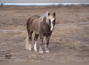 Quarter Pony, Wallach, 8 Jahre, 132 cm