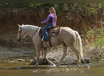 Quarter Pony, Wallach, 8 Jahre, 137 cm, Palomino