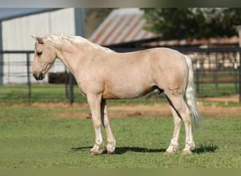 Quarter Pony, Wallach, 8 Jahre, 137 cm, Palomino