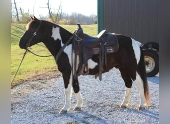 Quarter Pony, Wallach, 8 Jahre, 137 cm, Schecke
