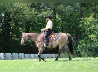 Quarter Pony, Wallach, 8 Jahre, 142 cm, Grullo