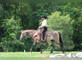 Quarter Pony, Wallach, 8 Jahre, 142 cm, Grullo