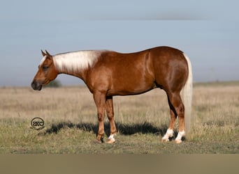 Quarter Pony, Wallach, 8 Jahre, 142 cm, Palomino