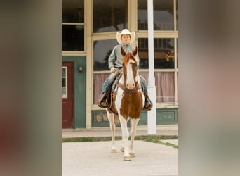 Quarter Pony, Wallach, 8 Jahre, 142 cm, Schecke