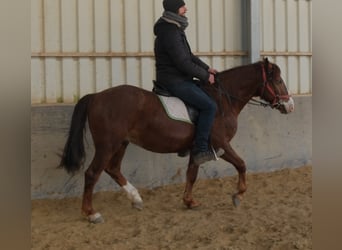 Quarter Pony Mix, Wallach, 8 Jahre, 145 cm, Dunkelfuchs