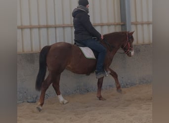 Quarter Pony Mix, Wallach, 8 Jahre, 145 cm, Dunkelfuchs