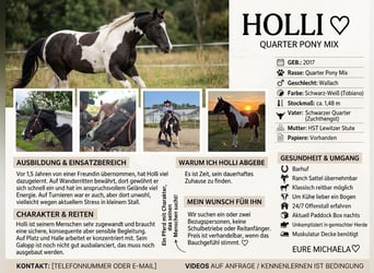 Quarter Pony, Wallach, 8 Jahre, 152 cm, Schecke