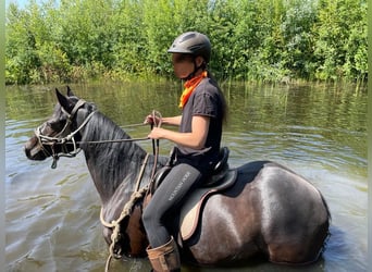 Quarter Pony, Wallach, 8 Jahre, 156 cm, Rappe