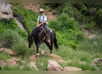 Quarter Pony Mix, Wallach, 8 Jahre, Rappe