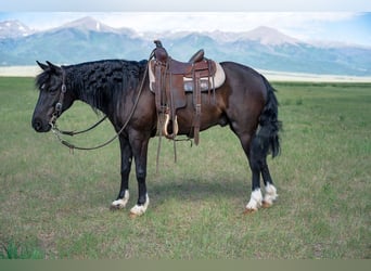 Quarter Pony Mix, Wallach, 8 Jahre, Rappe