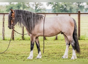 Quarter Pony, Wallach, 8 Jahre, Roan-Bay