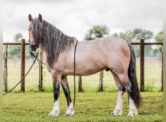 Quarter Pony, Wallach, 8 Jahre, Roan-Bay