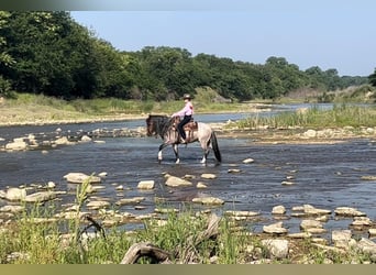 Quarter Pony, Wallach, 8 Jahre, Roan-Bay