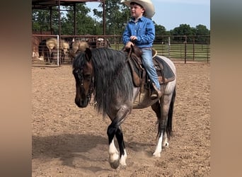 Quarter Pony, Wallach, 8 Jahre, Roan-Bay