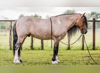 Quarter Pony, Wallach, 8 Jahre, Roan-Bay