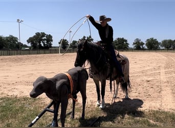 Quarter Pony, Wallach, 8 Jahre, Roan-Bay