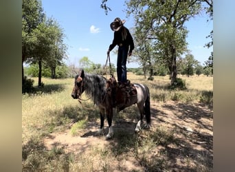 Quarter Pony, Wallach, 8 Jahre, Roan-Bay