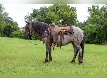 Quarter Pony, Wallach, 8 Jahre, Roan-Blue