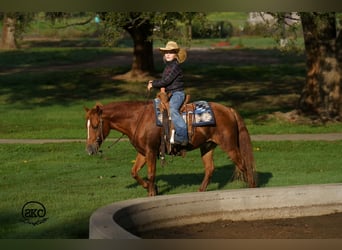 Quarter Pony, Wallach, 8 Jahre, Rotfuchs