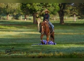 Quarter Pony, Wallach, 8 Jahre, Rotfuchs
