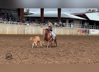 Quarter Pony, Wallach, 8 Jahre, Rotfuchs