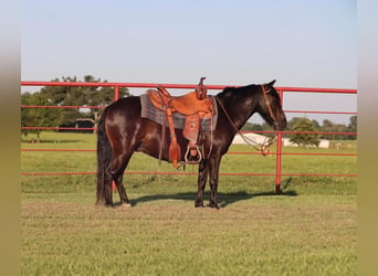 Quarter Pony, Wallach, 9 Jahre, 130 cm, Rappe