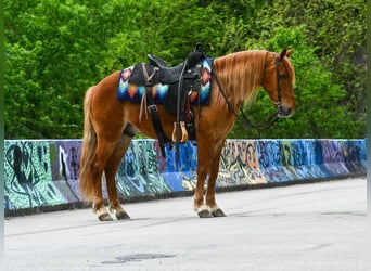 Quarter Pony, Wallach, 9 Jahre, 132 cm, Rotfuchs