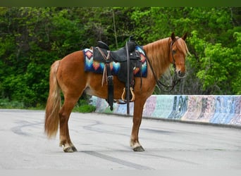 Quarter Pony, Wallach, 9 Jahre, 132 cm, Rotfuchs
