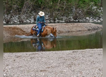Quarter Pony, Wallach, 9 Jahre, 132 cm, Rotfuchs